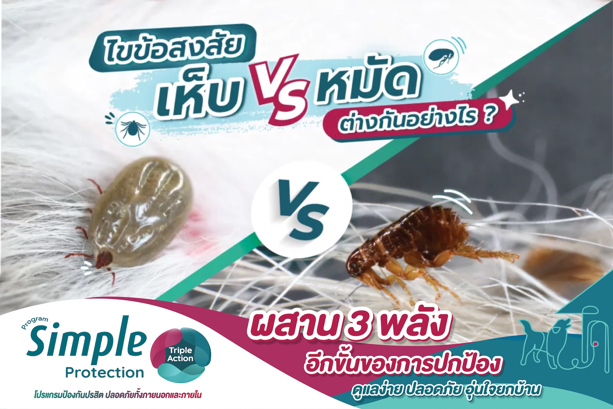 ไขข้อสงสัย เห็บ vs หมัด ต่างกันอย่างไร ?
