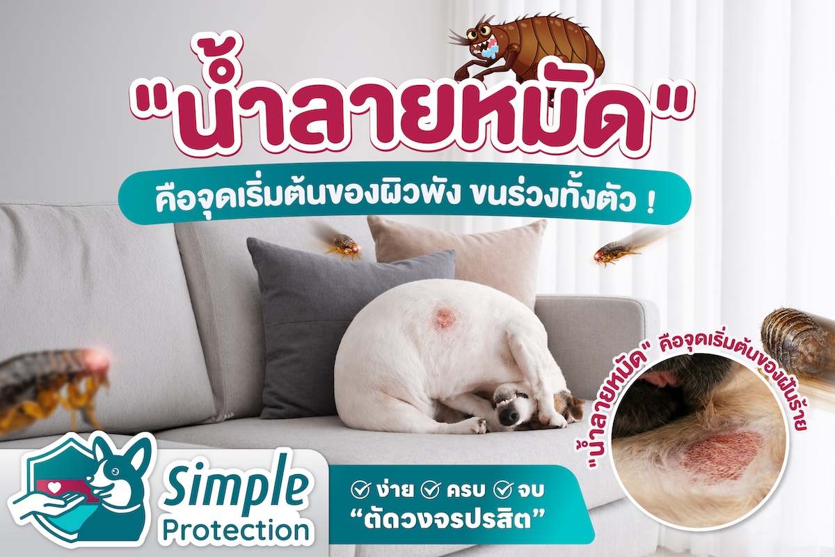 “น้ำลายหมัด” คือ จุดเริ่มต้นของผิวพัง ขนร่วงทั้งตัว !