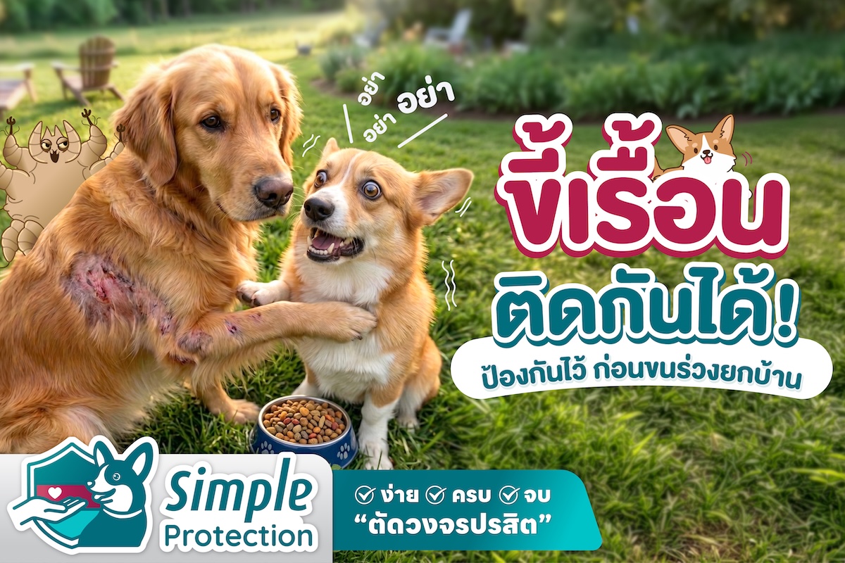 ขี้เรื้อนติดกันได้ ! ป้องกันไว้ ก่อนขนร่วงยกบ้าน !