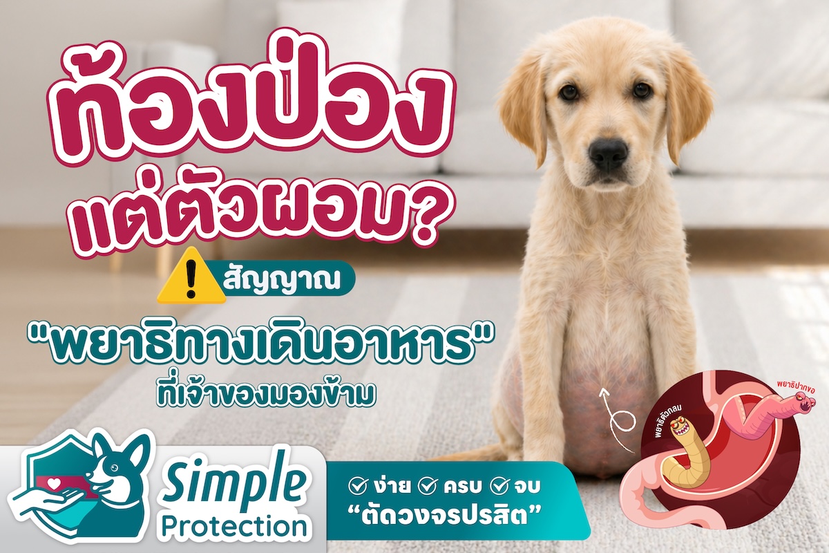 ท้องป่องแต่ตัวผอม ? สัญญาณ “พยาธิทางเดินอาหาร” ที่เจ้าของมองข้าม
