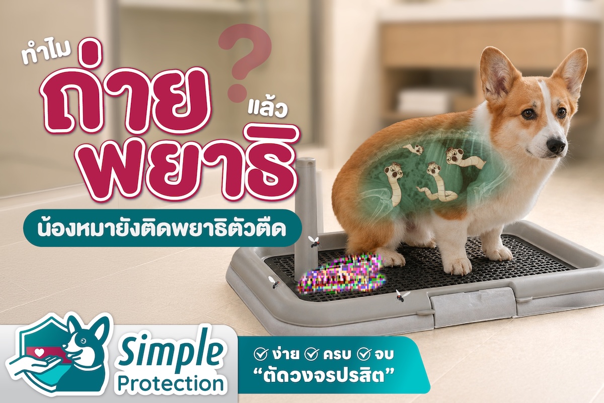 ทำไมถ่ายพยาธิแล้ว น้องหมายังติดพยาธิตัวตืด ?