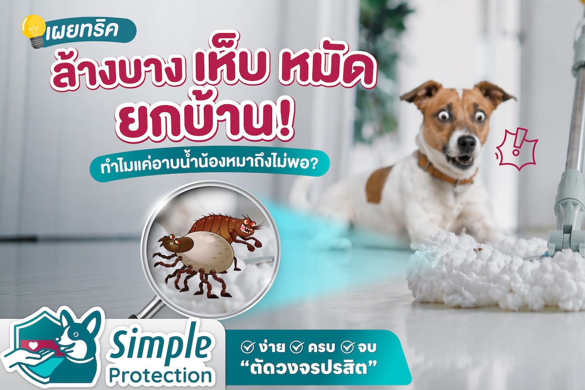 เผยทริค ล้างบางเห็บ หมัดยกบ้าน ! ทำไมแค่อาบน้ำน้องหมาถึงไม่พอ ?