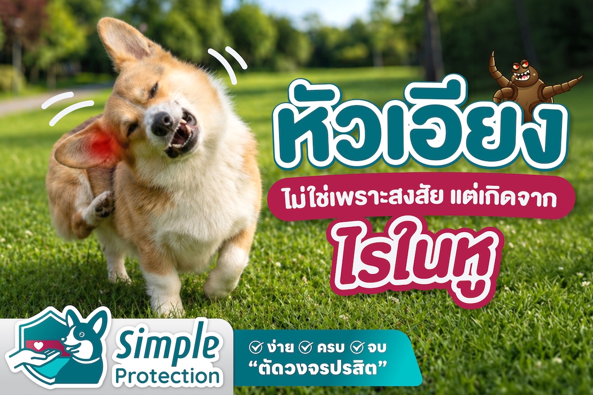 หัวเอียง ไม่ใช่เพราะสงสัย แต่เกิดจาก “ไรในหู” !