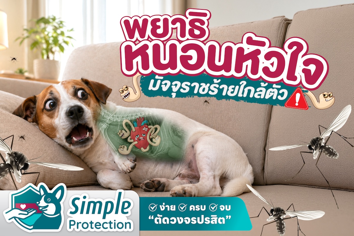 “พยาธิหนอนหัวใจ” มัจจุราชร้ายใกล้ตัว !