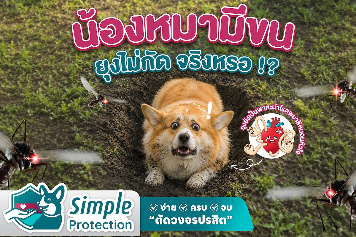 น้องหมามีขนหนา ยุงไม่กัด จริงหรอ !?