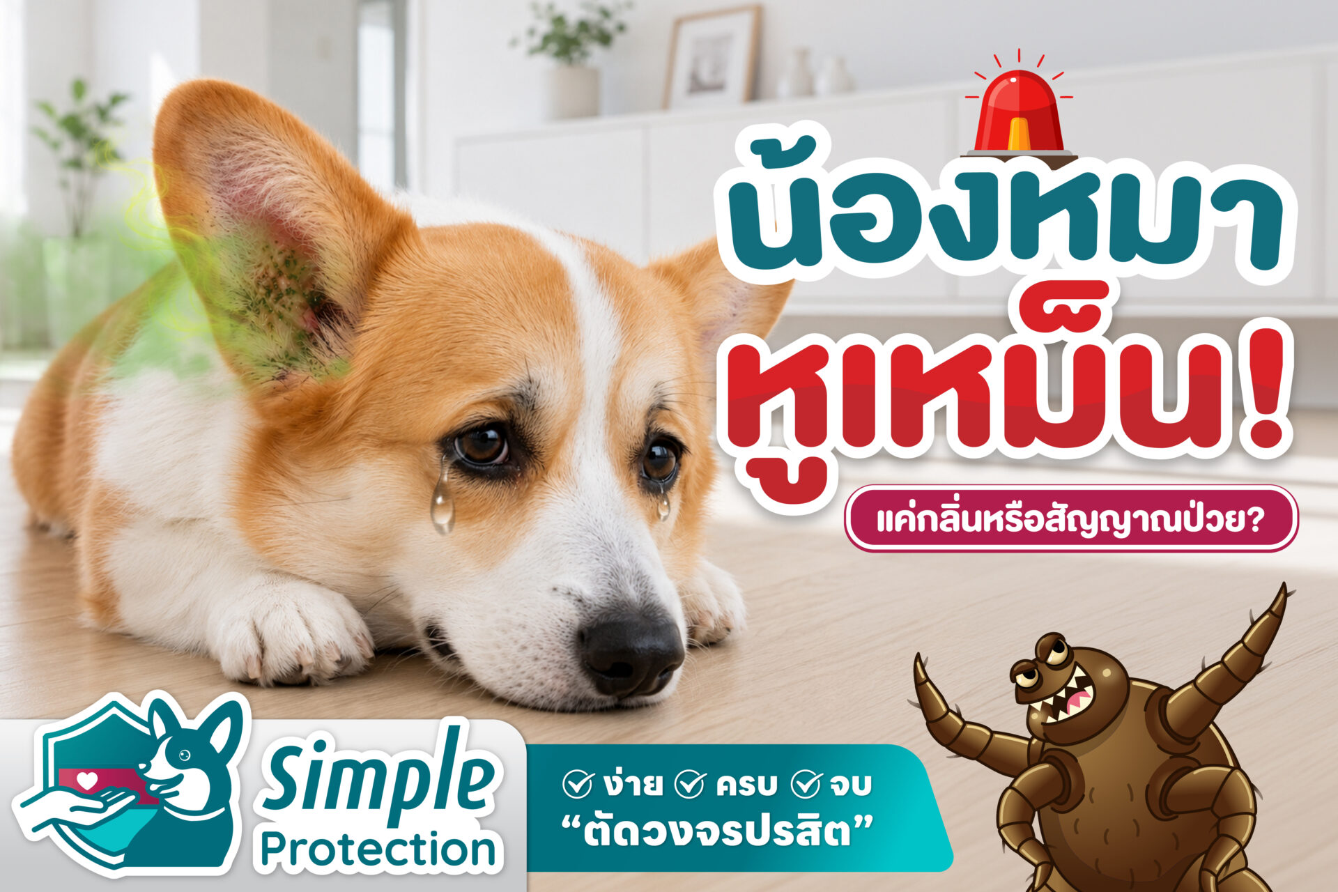 น้องหมาหูเหม็น ! แค่กลิ่นหรือสัญญาณป่วย ?