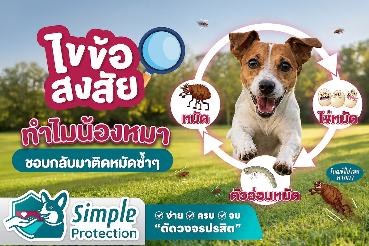 ไขข้อสงสัย ทำไมน้องหมาชอบกลับมาติดหมัดซ้ำ ๆ ?