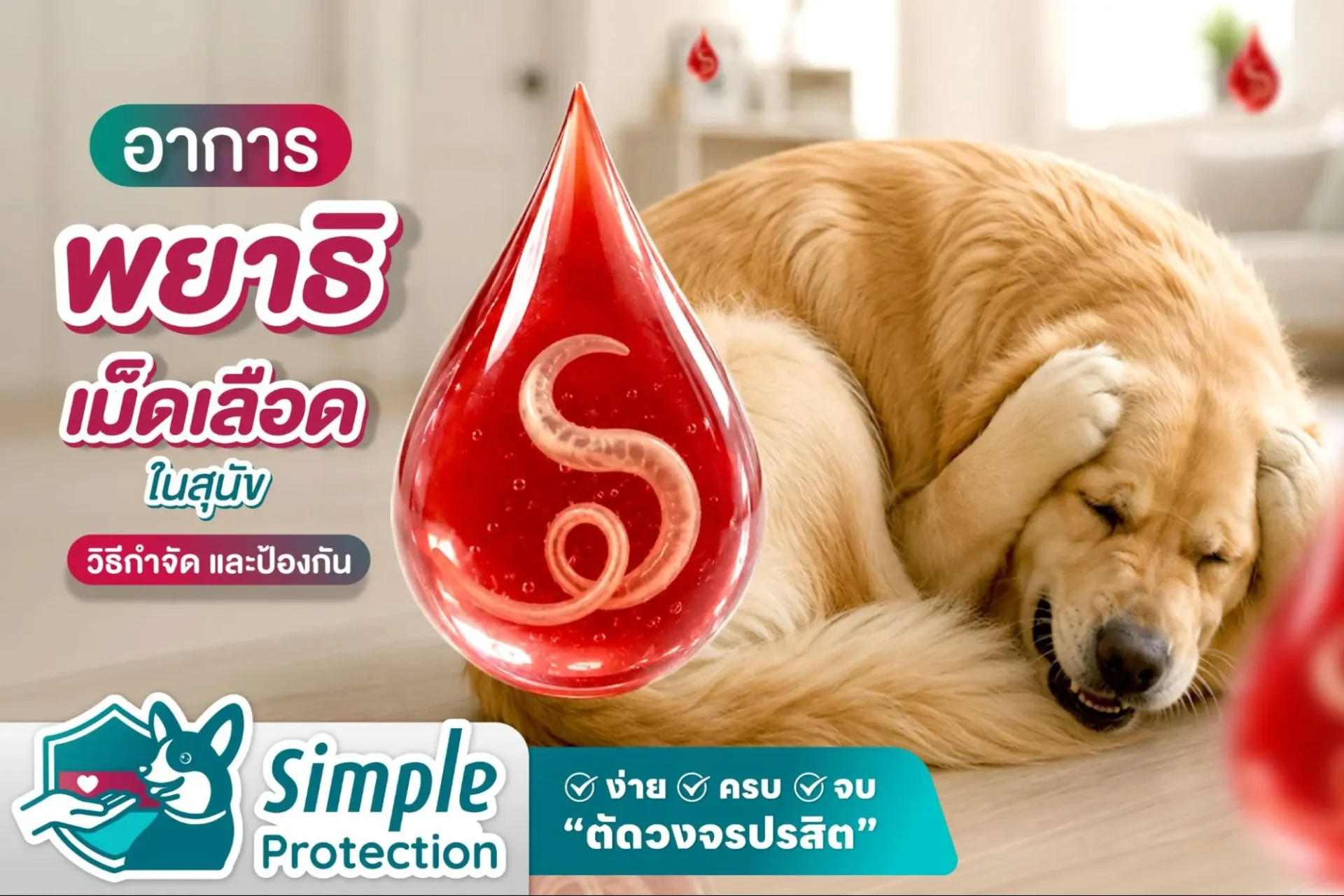 อาการพยาธิเม็ดเลือดในสุนัข สาเหตุ วิธีรักษา และการป้องกันที่ถูกต้อง