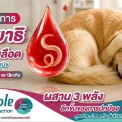 พยาธิเม็ดเลือดสุนัข
