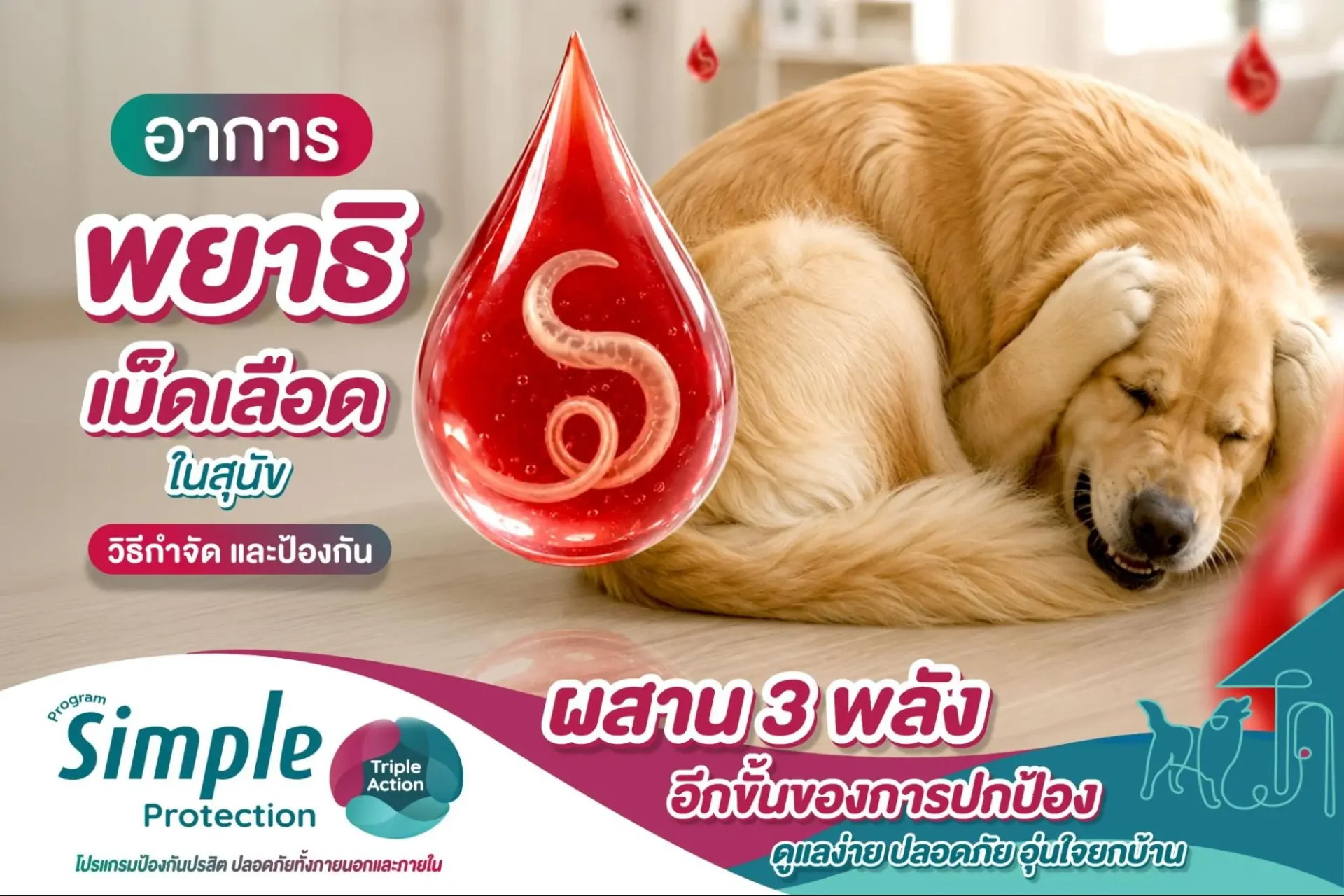 พยาธิเม็ดเลือดสุนัข