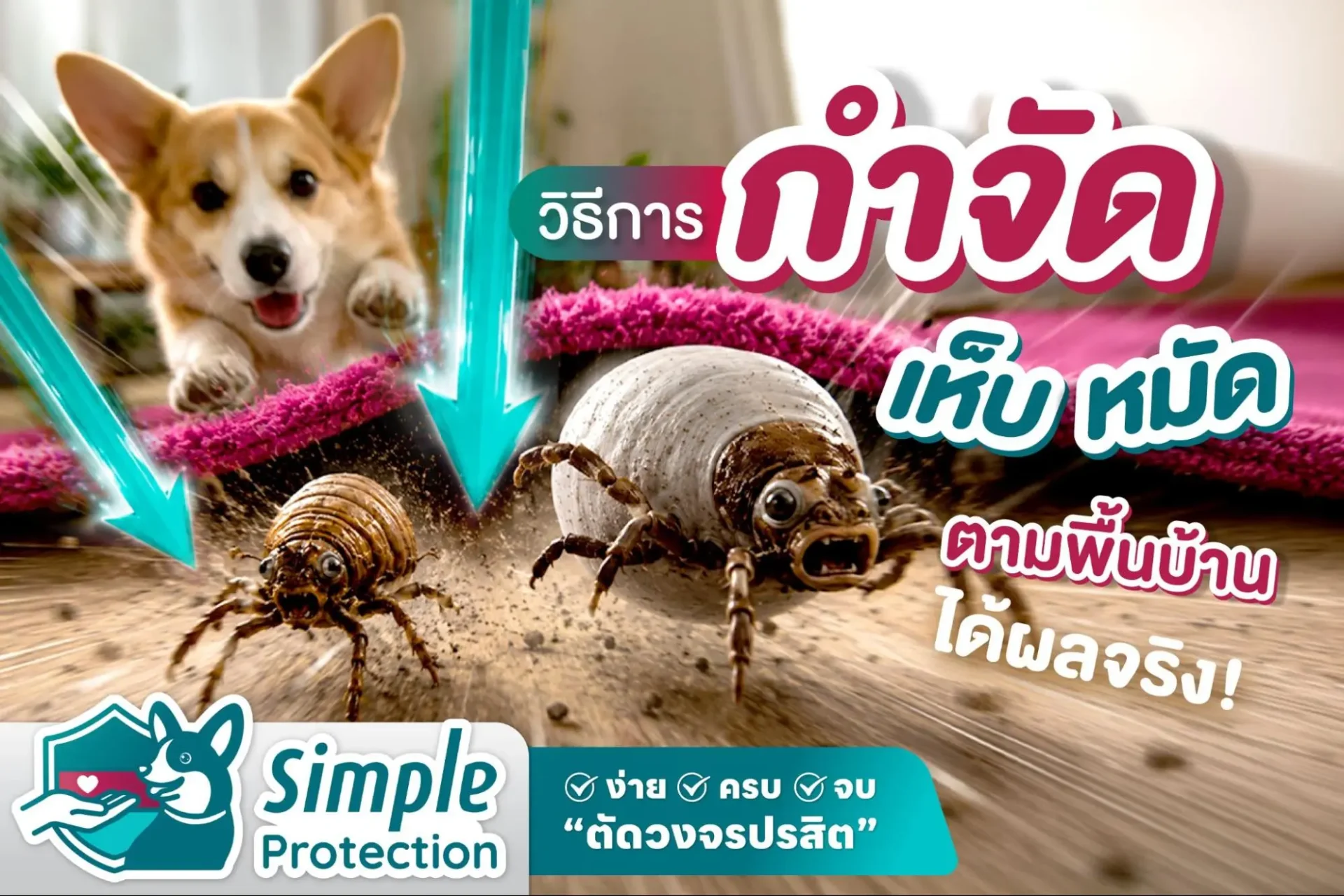 วิธีกำจัดเห็บหมัดสุนัขตามพื้นบ้าน ได้ผลจริง ปลอดภัยสำหรับสุนัข