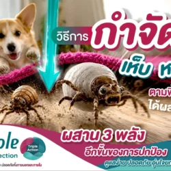 วิธีกำจัดเห็บหมัดสุนัขตามพื้นบ้าน