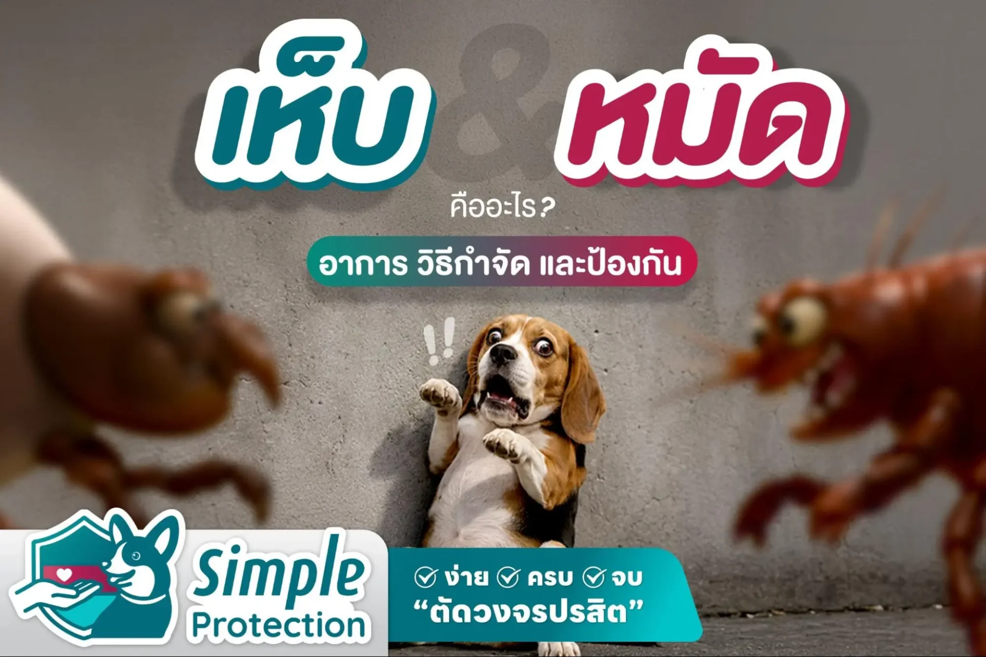 เห็บหมัดสุนัข คืออะไร อาการ วิธีกำจัด และป้องกันแบบครบจบ