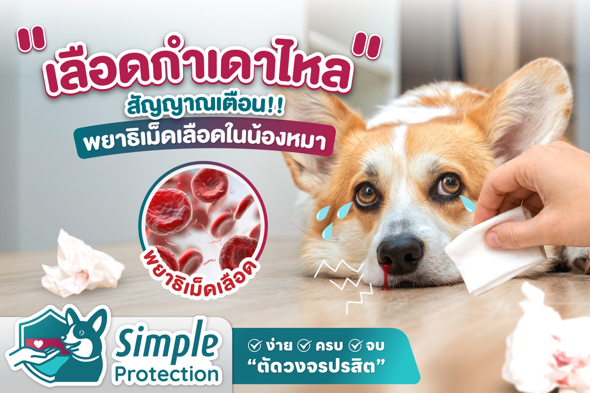 Dog Nosebleed Warning Signs educational graphic for dog owners.