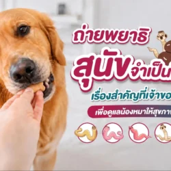 ถ่ายพยาธิสุนัข