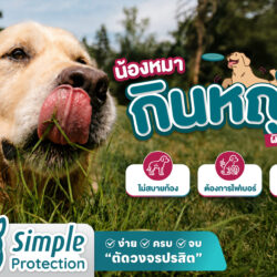 Why Dogs Eat Grass educational graphic for dog owners.