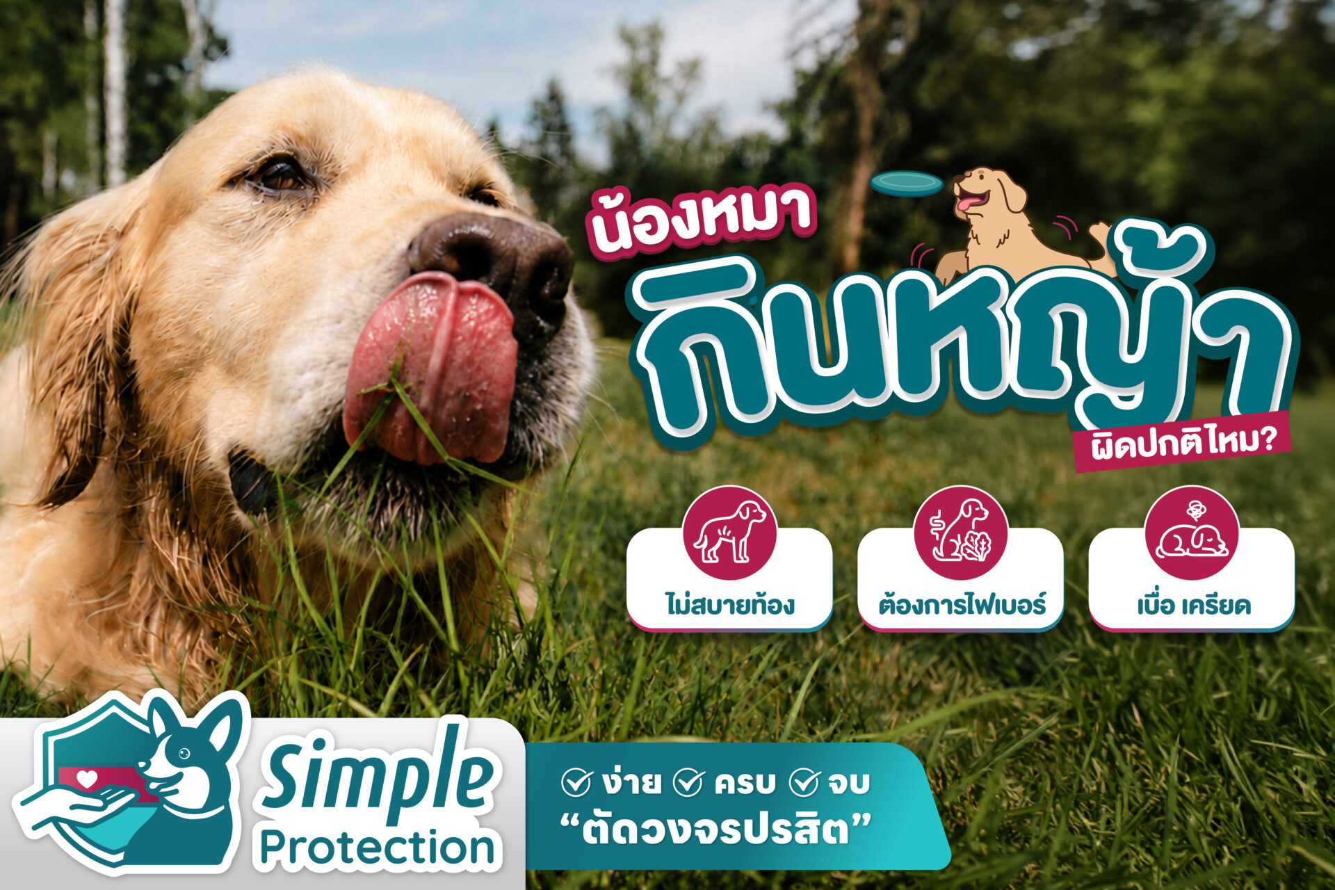 Why Dogs Eat Grass educational graphic for dog owners.